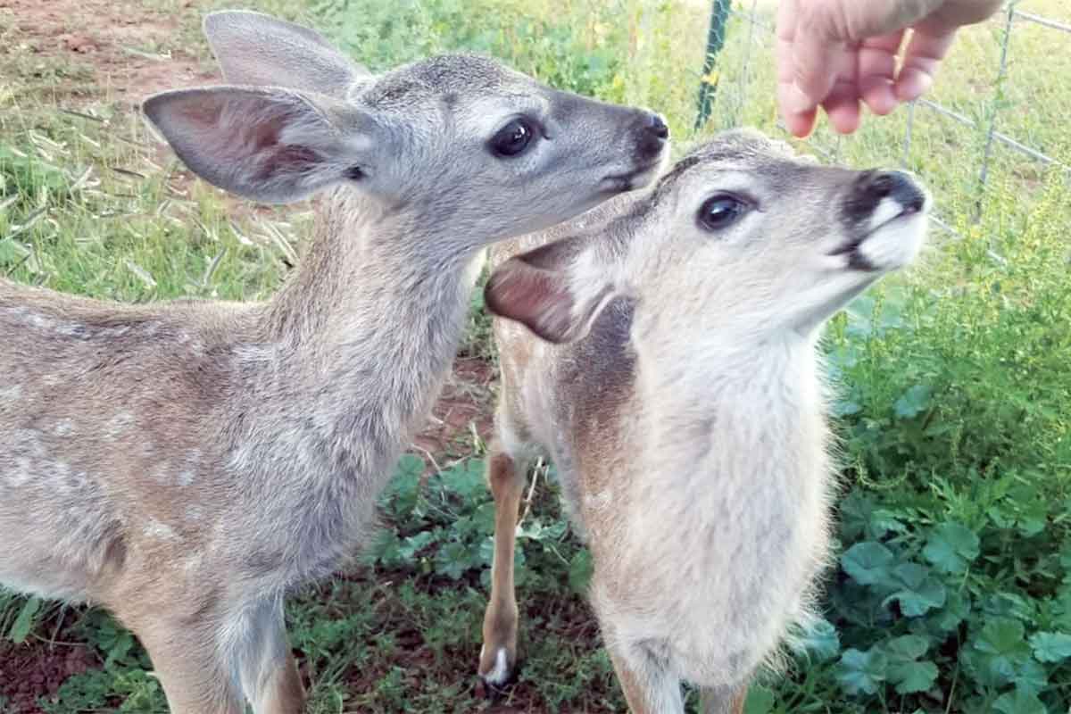 Grand Canyon Deer Farm