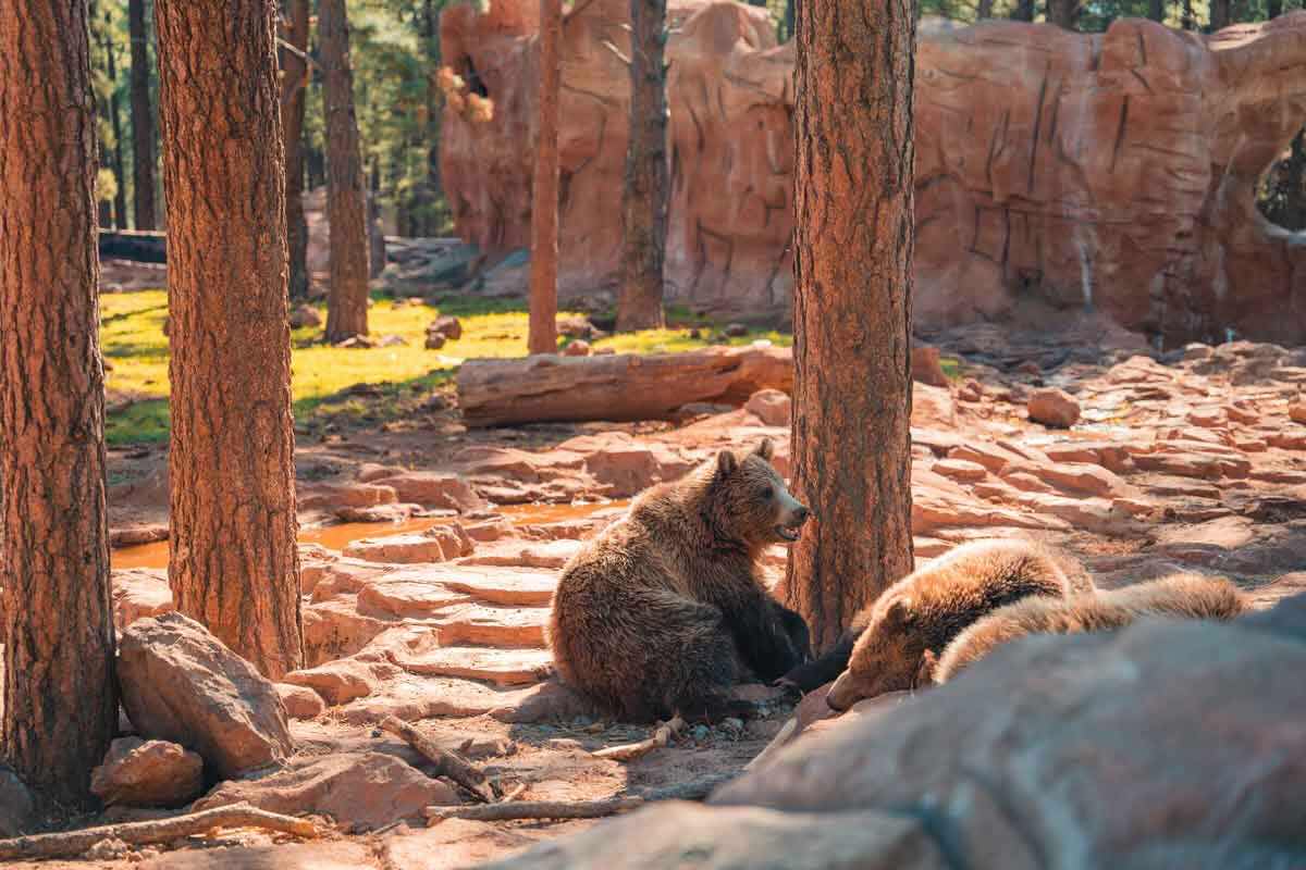 Things to do on Mother's Day in Williams Bearizona